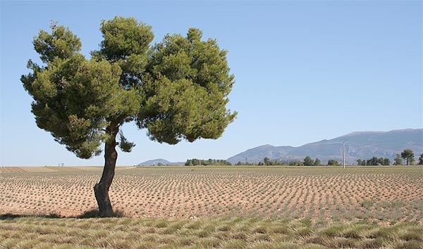 monarbre2